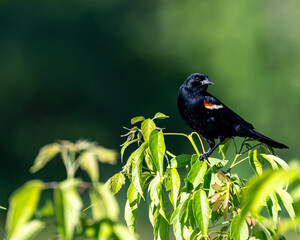 Red-winged Blackbird Perched on Tree