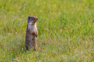 Prairie Dog