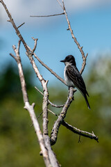 Eastern Kingbird Perched in Chester Woods Park
