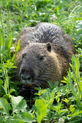 big nutria in a garden