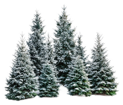 Snow-covered evergreen trees in winter landscape, cut out - stock png.