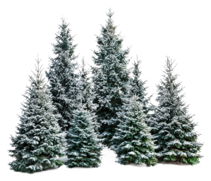 Snow-covered evergreen trees in winter landscape, cut out - stock png.