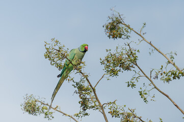 Close-up of parakeet perching on tree