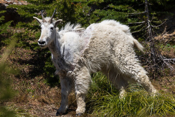 Mountain Goat in Glacier National Park