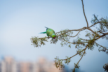 Close-up of parakeet perching on tree and eating fruits