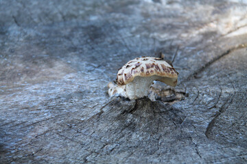 A Fungus Growth at the Centre of an Old Tree Stump.