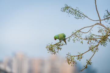 Close-up of parakeet perching on tree and eating fruits