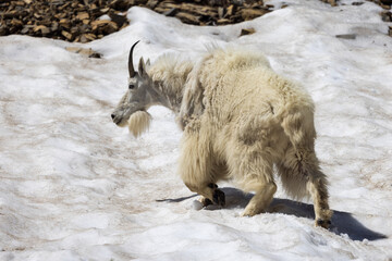 Mountain Goat in Glacier National Park