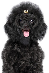 Fluffy Ebony Delight Toy Poodle Puppy Portrait