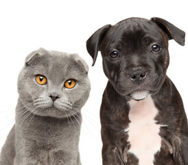 Naklejka premium A Scottish fold cat with adorable Pit Bull puppy