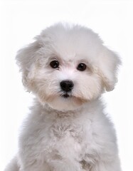 Obraz premium ビションフリーゼの子犬のポートレート（Bichon Frise puppy portrait on white background） 