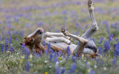 Cute Wild Horse Foal in Summer in the Pryor Mountains Montana