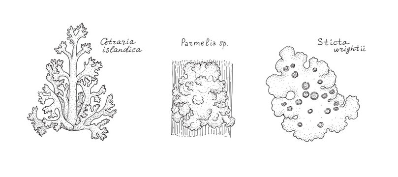 Lichen. Black hand drawn realistic outline vector images.