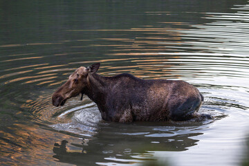 Moose in the lake