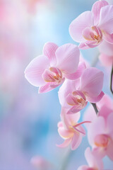 Fresh pink orchid flowers. Orchid flowers on pink blurry background. Poster for cosmetology room. Cosmetology and body care concept.
