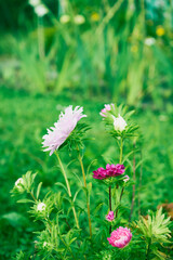 Aster, Aster L. © Marcin Łazarczyk