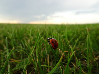 ladybug on green grass