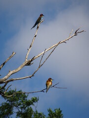 red winged blackbird