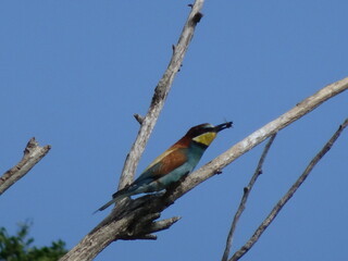 lilac roller on a branch