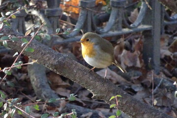 robin in snow