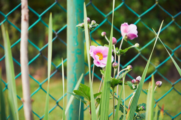 Zawilec japoński, Anemone scabiosa H.Lév. & Vaniot © Marcin Łazarczyk