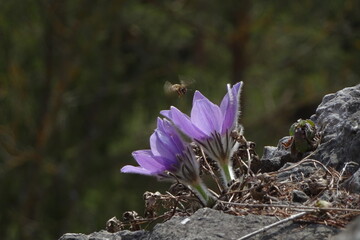 spring crocus flowers