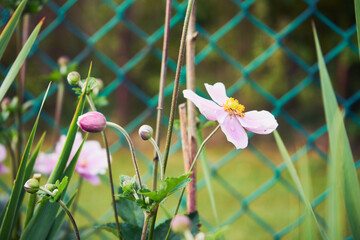 Zawilec japoński, Anemone scabiosa H.Lév. & Vaniot © Marcin Łazarczyk