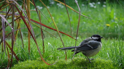 black capped kingfisher