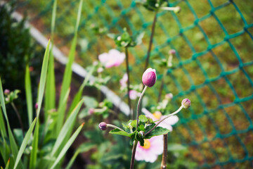 Zawilec japoński, Anemone scabiosa H.Lév. & Vaniot © Marcin Łazarczyk