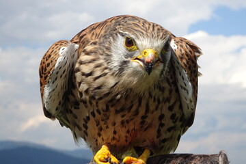 red tailed hawk