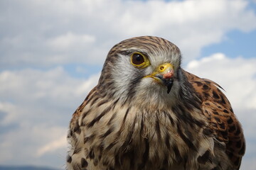portrait of an eagle