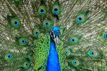 peacock with feathers