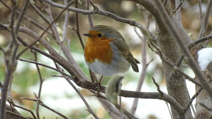robin on a branch