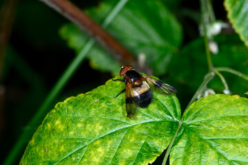 Gemeine Waldschwebfliege,  Volucella pellucens