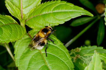 Hummel-Waldschwebfliege,  Volucella bombylans