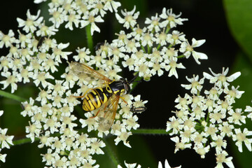 Gemeine Wespenschwebfliege, Chrysotoxum cautum