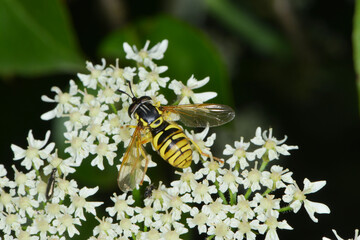 Gemeine Wespenschwebfliege, Chrysotoxum cautum