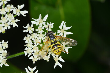 Gemeine Wespenschwebfliege, Chrysotoxum cautum