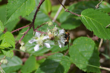 Gemeine Waldschwebfliege,  Volucella pellucens