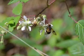 Gemeine Waldschwebfliege,  Volucella pellucens