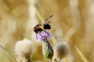 Gemeine Waldschwebfliege,  Volucella pellucens