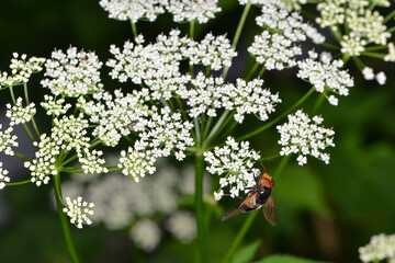 Gemeine Waldschwebfliege,  Volucella pellucens