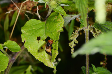 Gemeine Waldschwebfliege,  Volucella pellucens