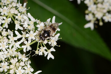 Bunte Erzschwebfliege, Cheilosia illustrata