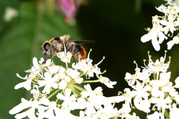 Bunte Erzschwebfliege, Cheilosia illustrata