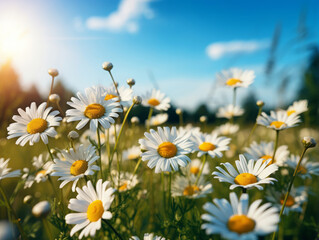 Fototapeta premium Excellent Daisy field landscape for wallpapers