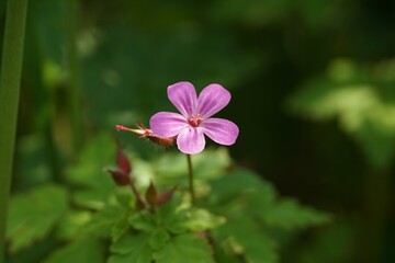 Herb Robert in Bloom