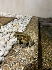 This close-up photo features a toad resting on a textured, pebble-strewn surface surrounded by small white stones
