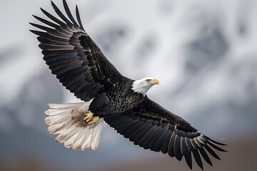 Obraz premium Majestic Bald Eagle Soaring Over Alaska's Snow-Capped Mountains