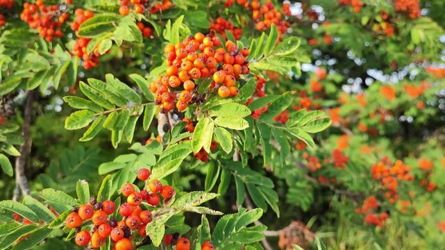 ripe red rowan berries closeup